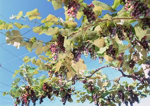 世界のビール博物館 グランフロント大阪店