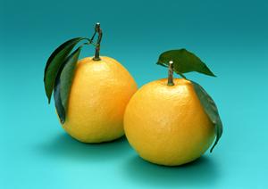 外苑いちょう並木にあるシェイクシャックの魅力と店舗情報